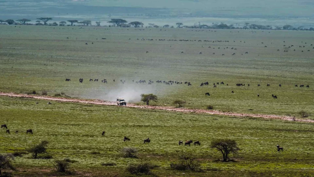 wildlife at Serengeti