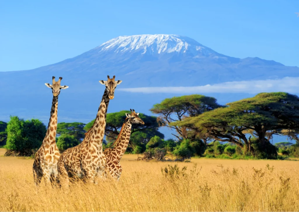 Giraffes at Amboseli National Park