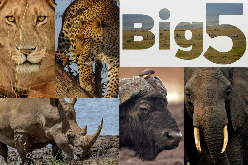 big 5 animals in Africa