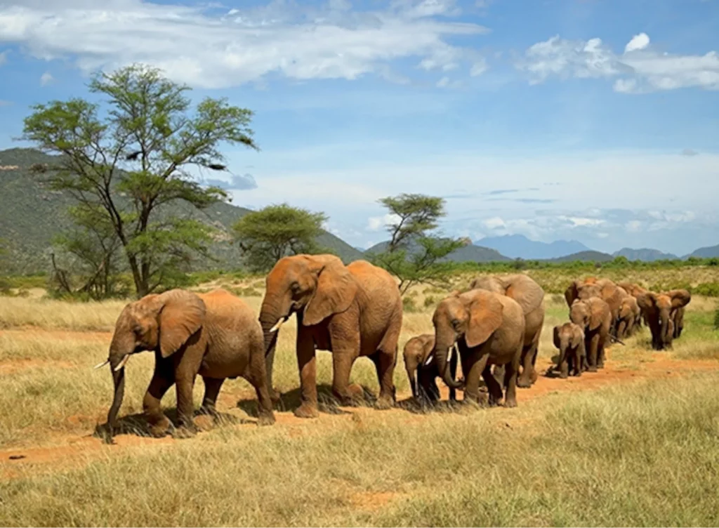 Elephants at Samburu national reserve
