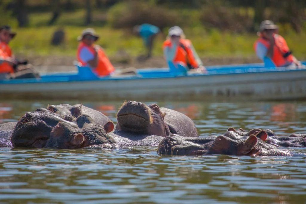 Kenya Tanzania safari - hippos at lake Naivasha