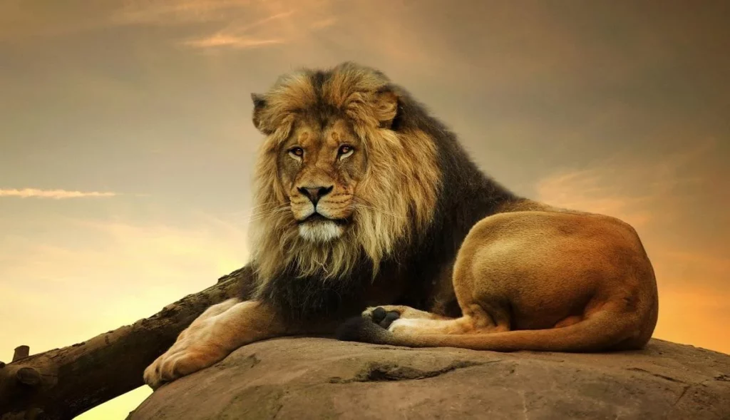 Lion - the king of the jungle