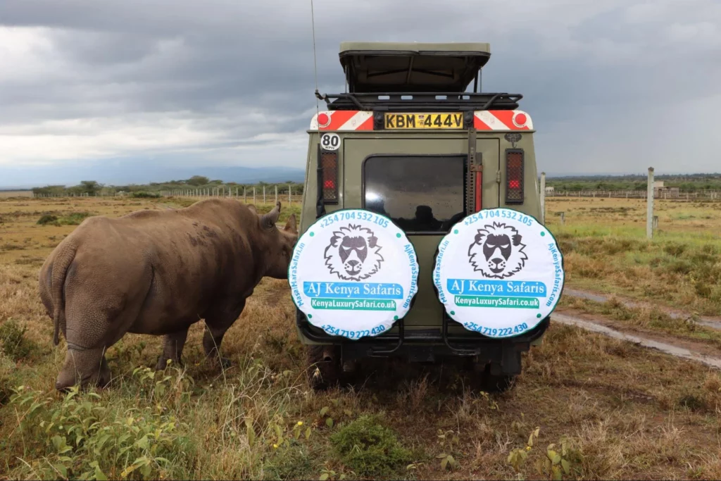 Rhino at Ol Pejeta