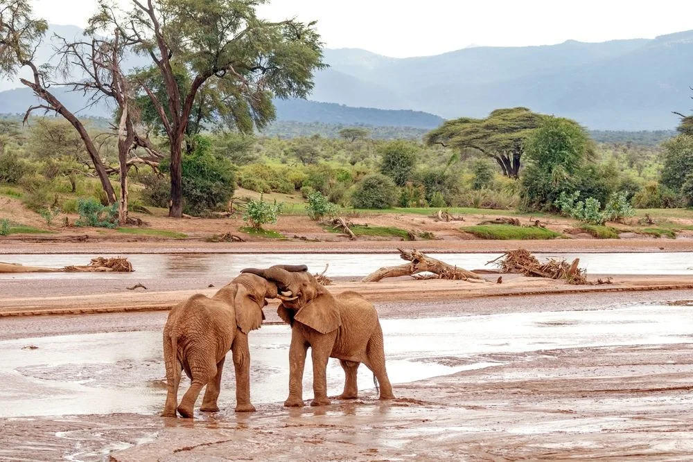 Samburu national park - elephants