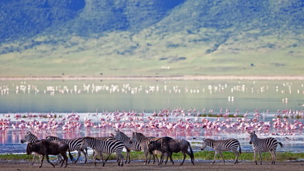Ngorongoro crater wildlife