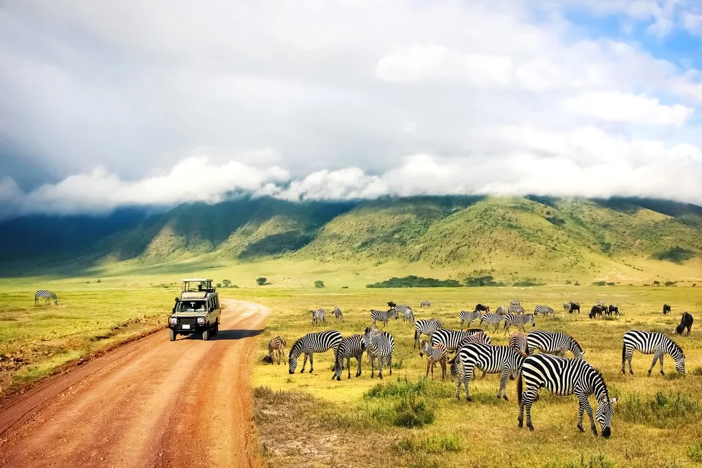 luxury kenya and tanzania safari - zebras