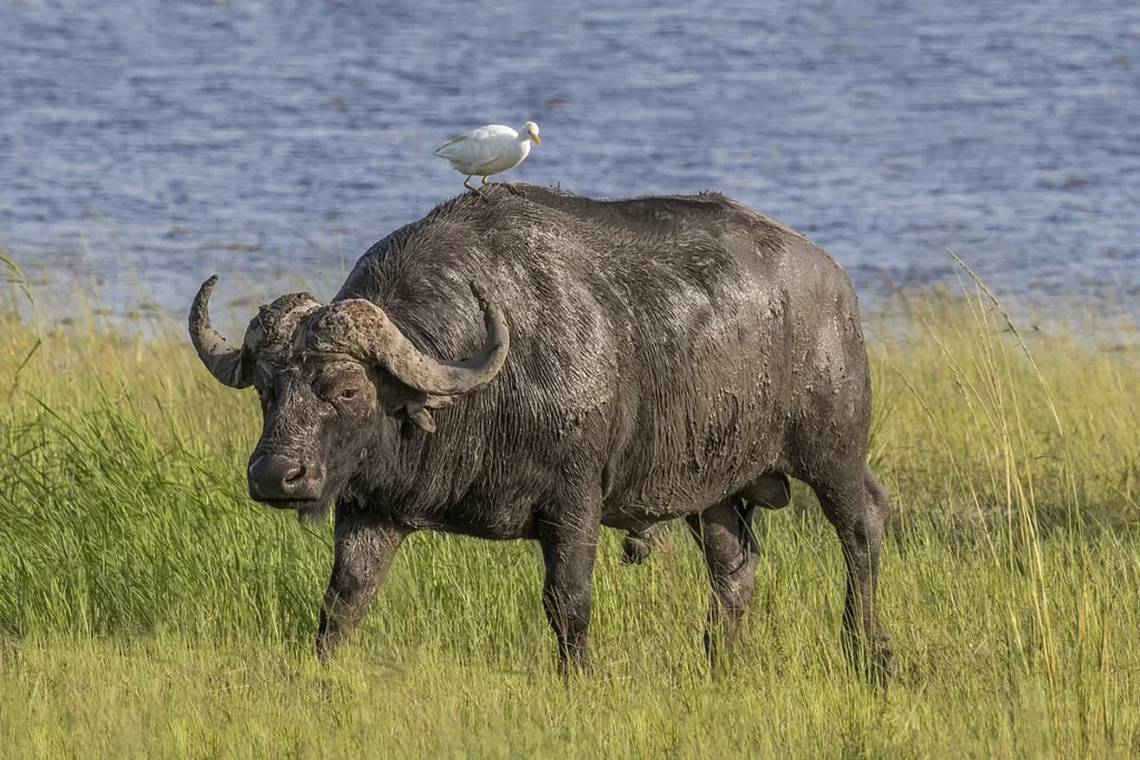 Buffalo with a bird