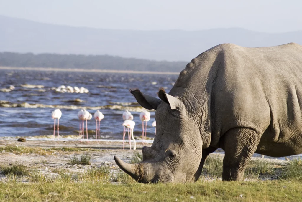 Lake Nakuru National Park Rhino