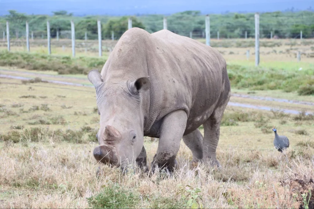 Ol Pejeta - northern white rhinos
