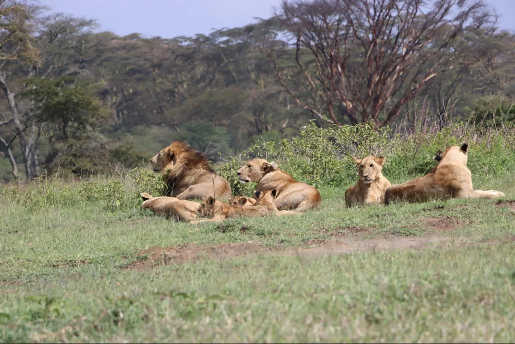 Lions at Game Park in Kenya