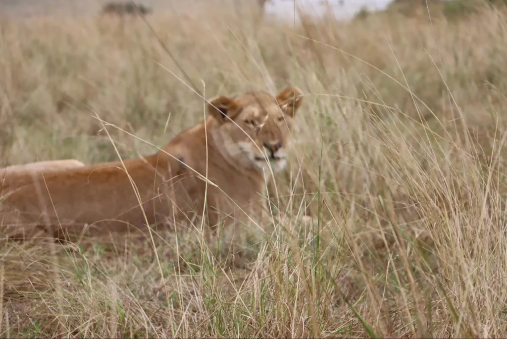 Lion resting at Masai Mara
