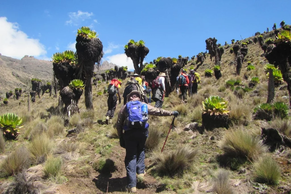 Mount Kenya climbing - hiking