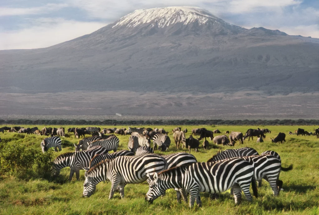 Safari to Kenya - Zebras and wildebeest at Amboseli