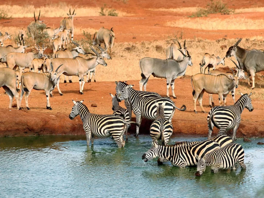 Zebra and wildlife at Tsavo West