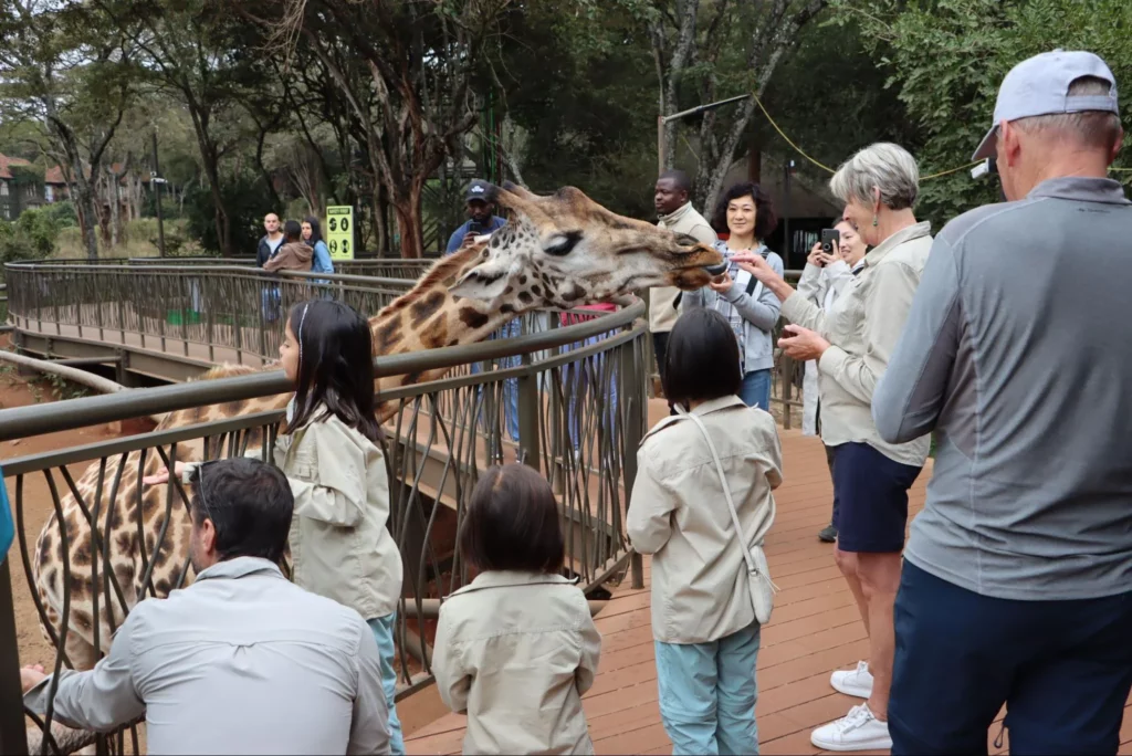 Feeding the Giraffe at Giraffe Cente