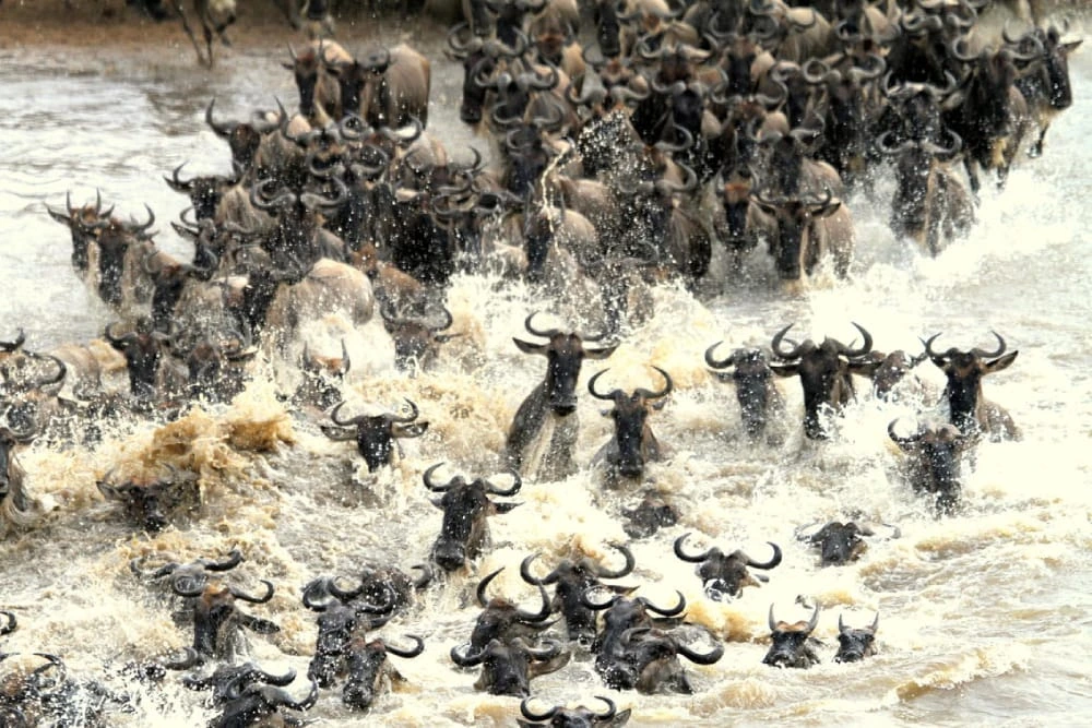 4-Day Maasai Mara Migration Safari