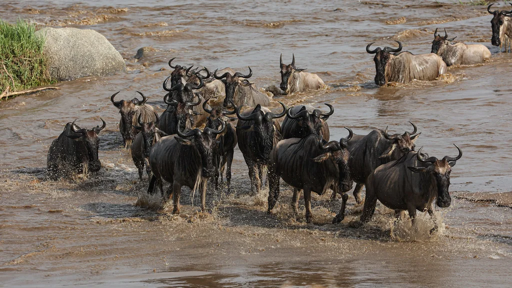Maasai Mara wildebeest Migration - crossing