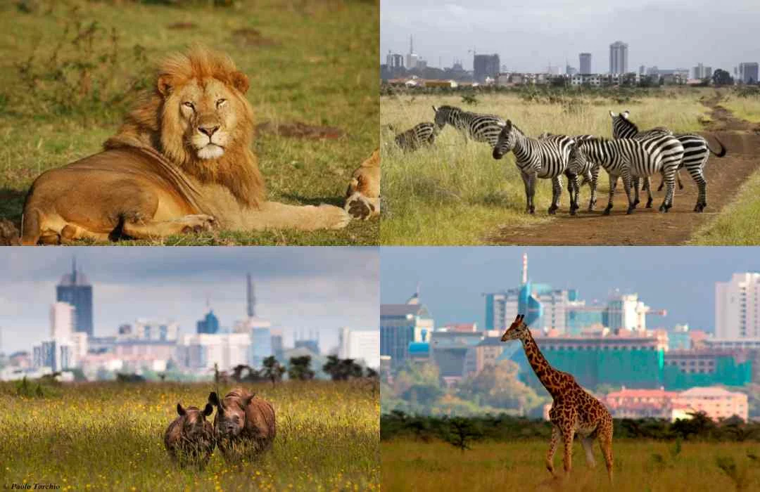 Nairobi National Park Game Drive charges - wildlife at NNP