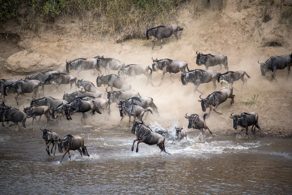 Experience the migration safari in Kenya