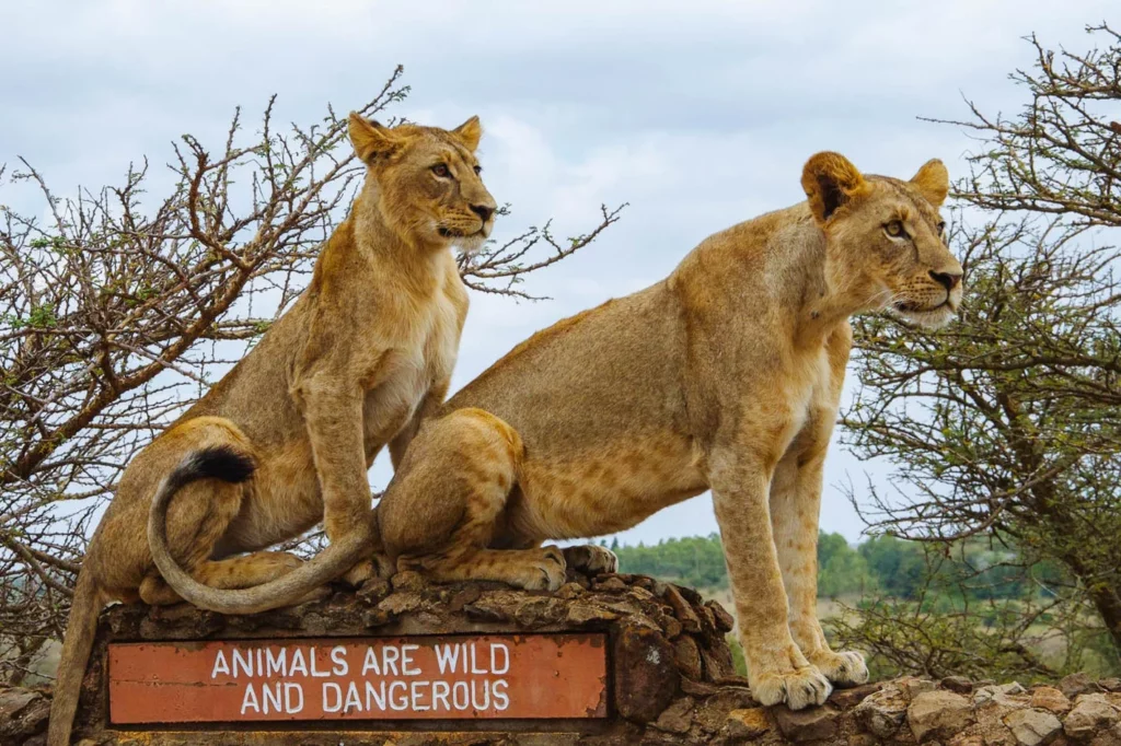 wildlife at NNP - lioness