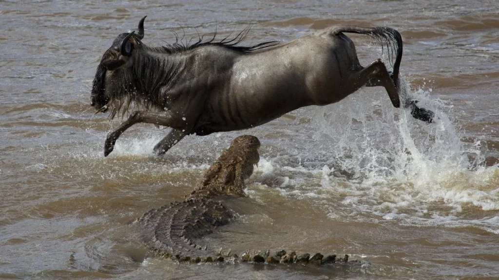 Crocodile attacking a wildebeest