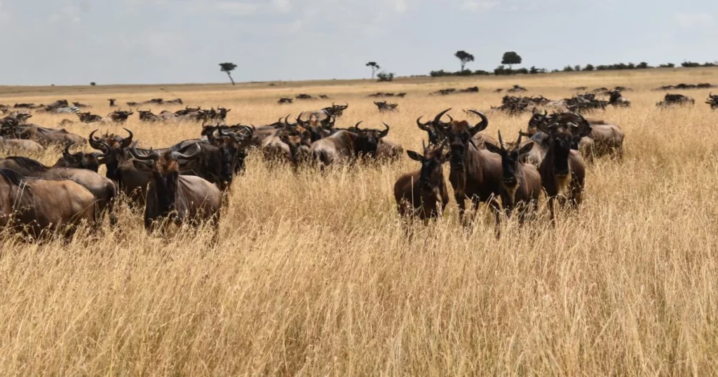 Maasai Mara wildebeest Migration - wildebeest at Masai Mara