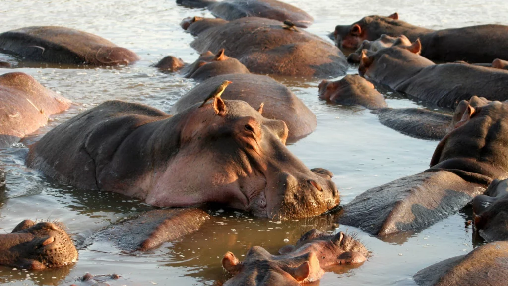 hippo pool at NNP