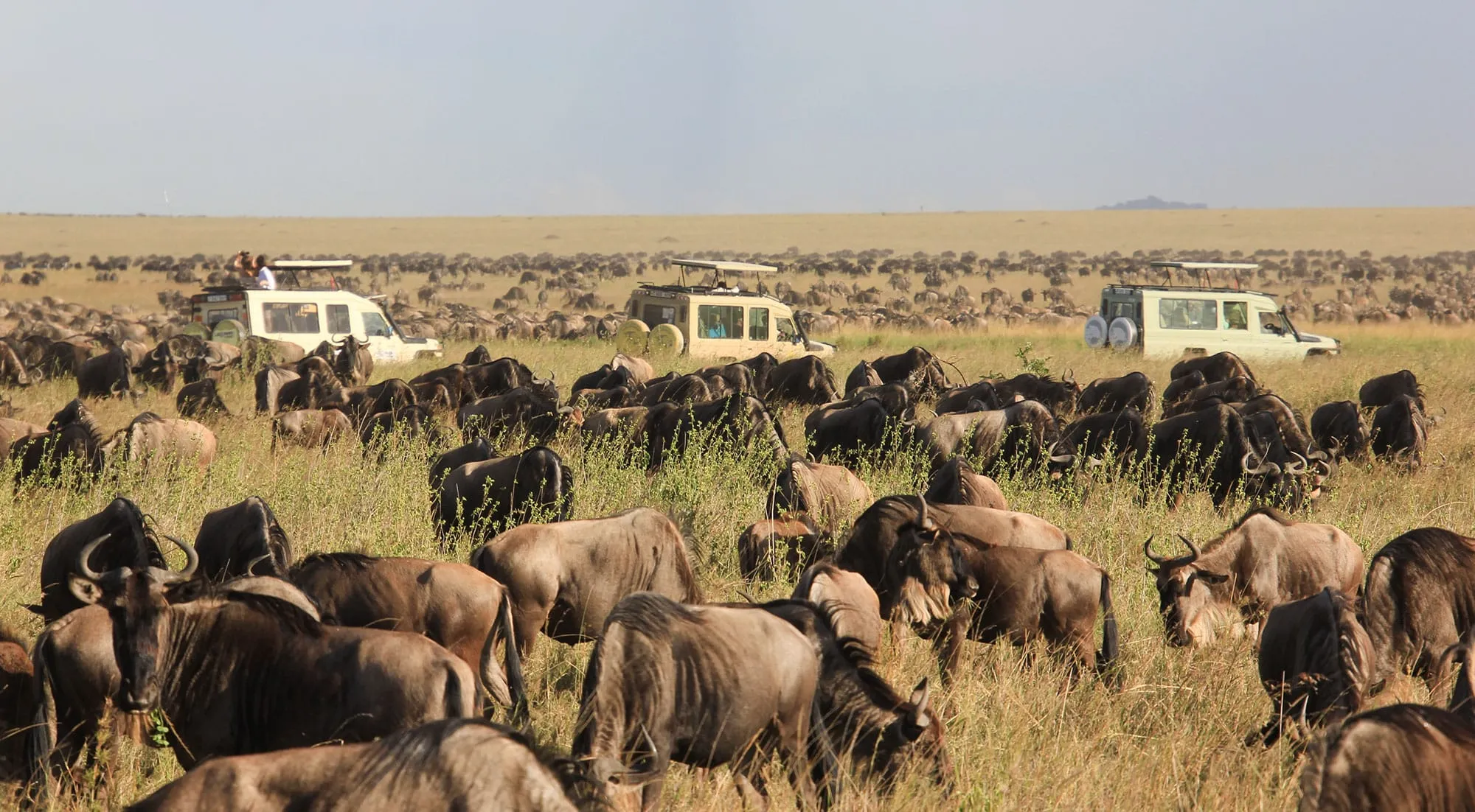 masai mara