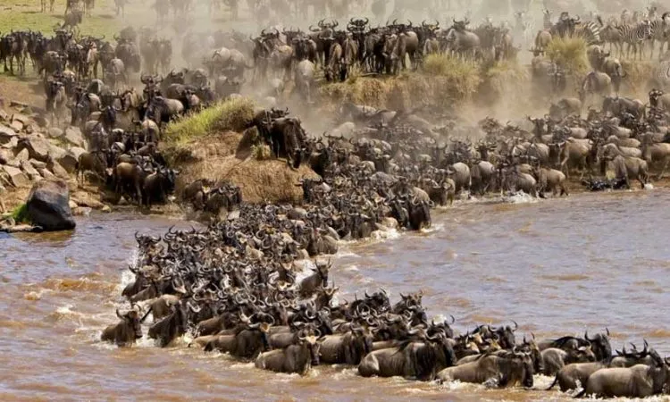 migration of wildebeest in kenya