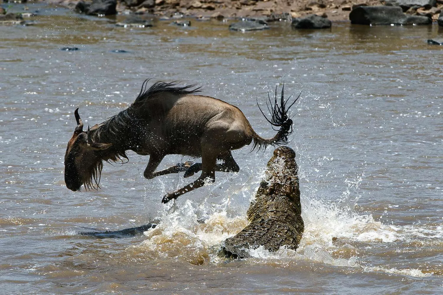 the great migration masai mara