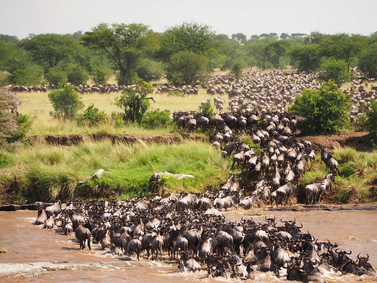 wildebeest migration in kenya