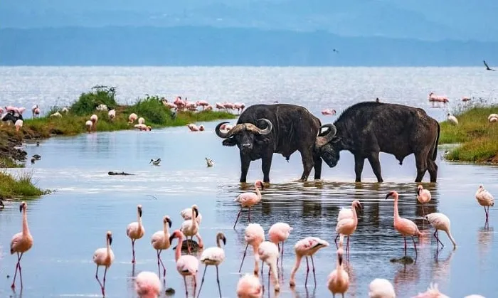 masai mara in kenya