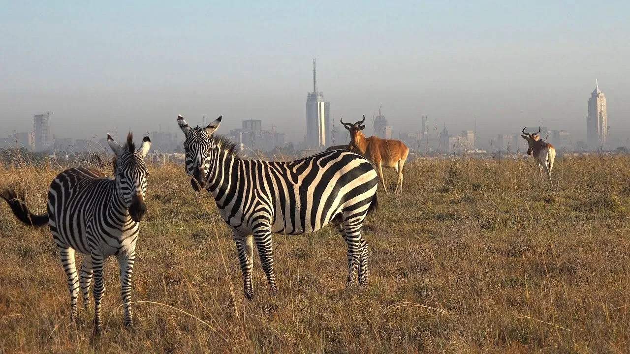 maasai mara national reserve