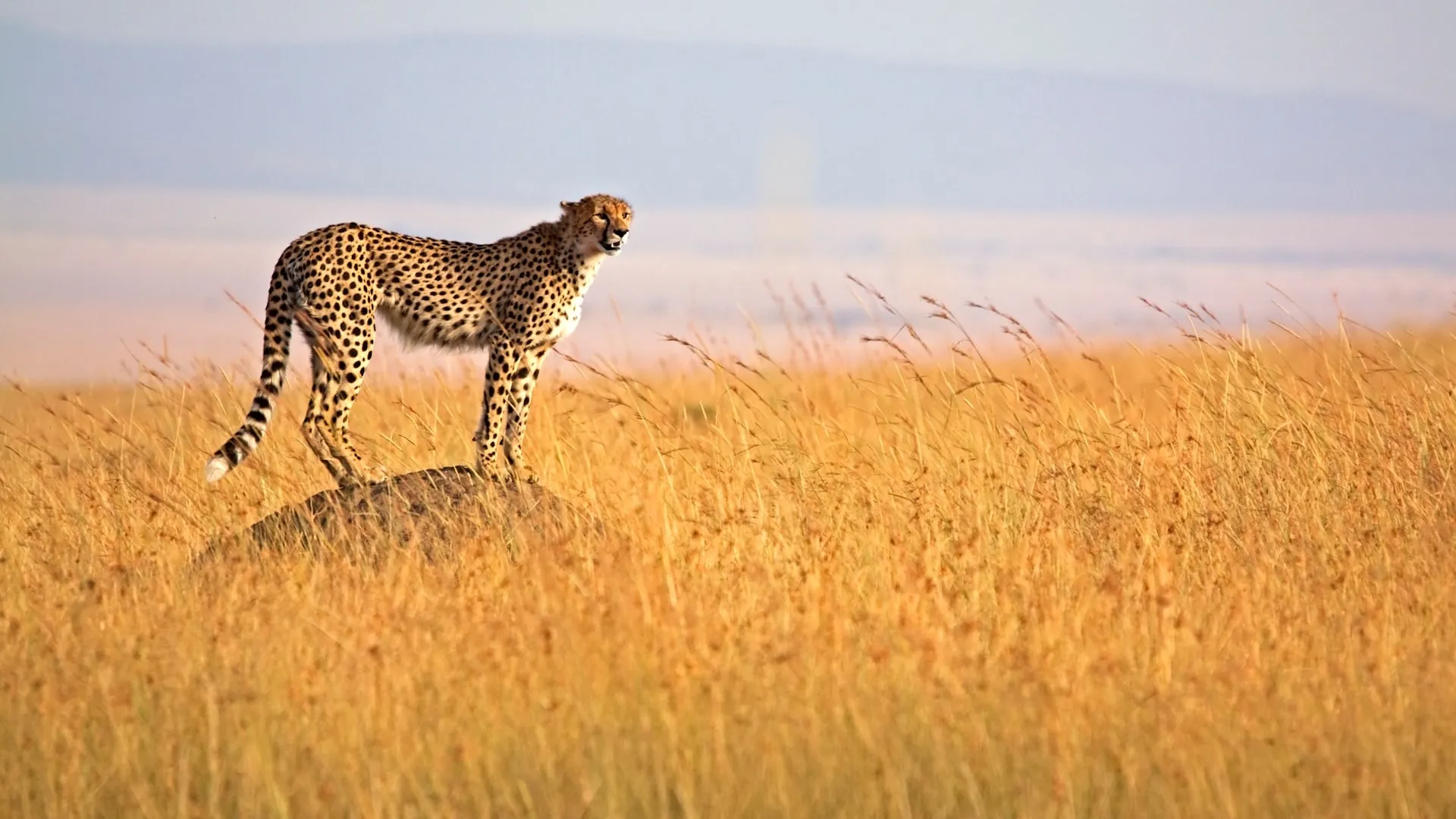 masai mara national reserve in kenya