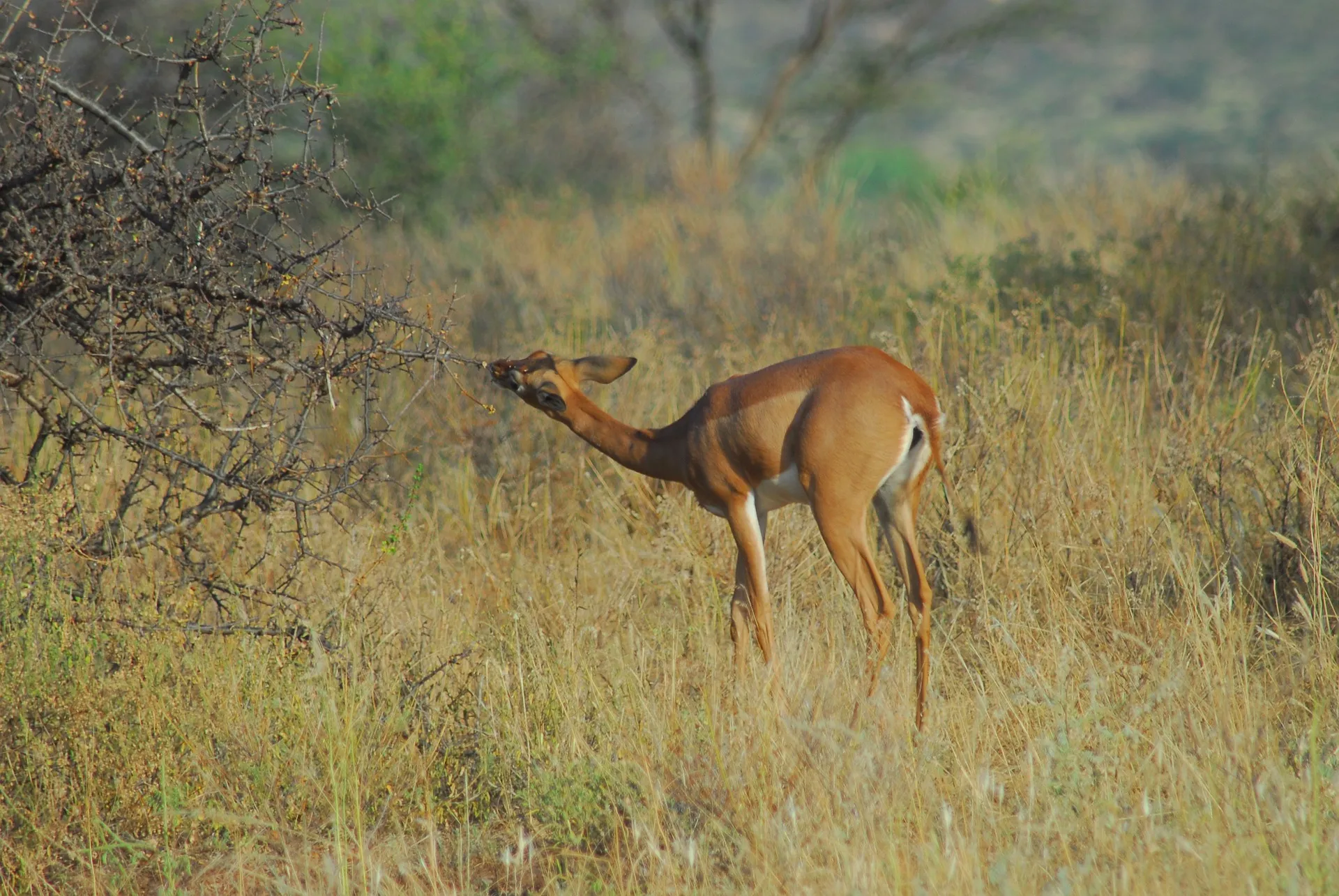 Safaris To Kenya