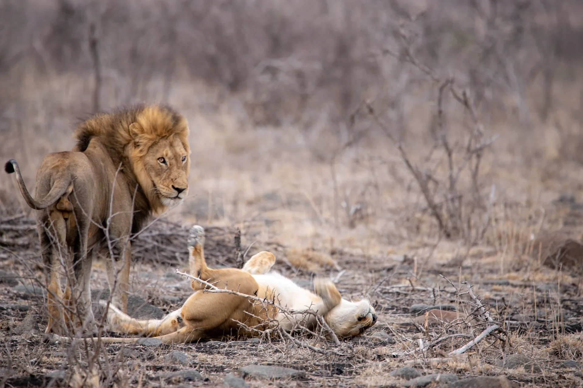 kenya safari honeymoon - lion and lioness