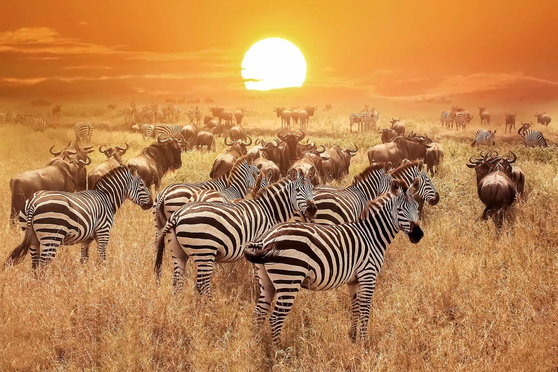 Tanzania and kenya safari packages