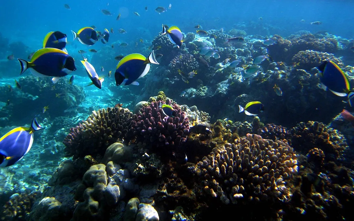 Marine life at Marine National Park