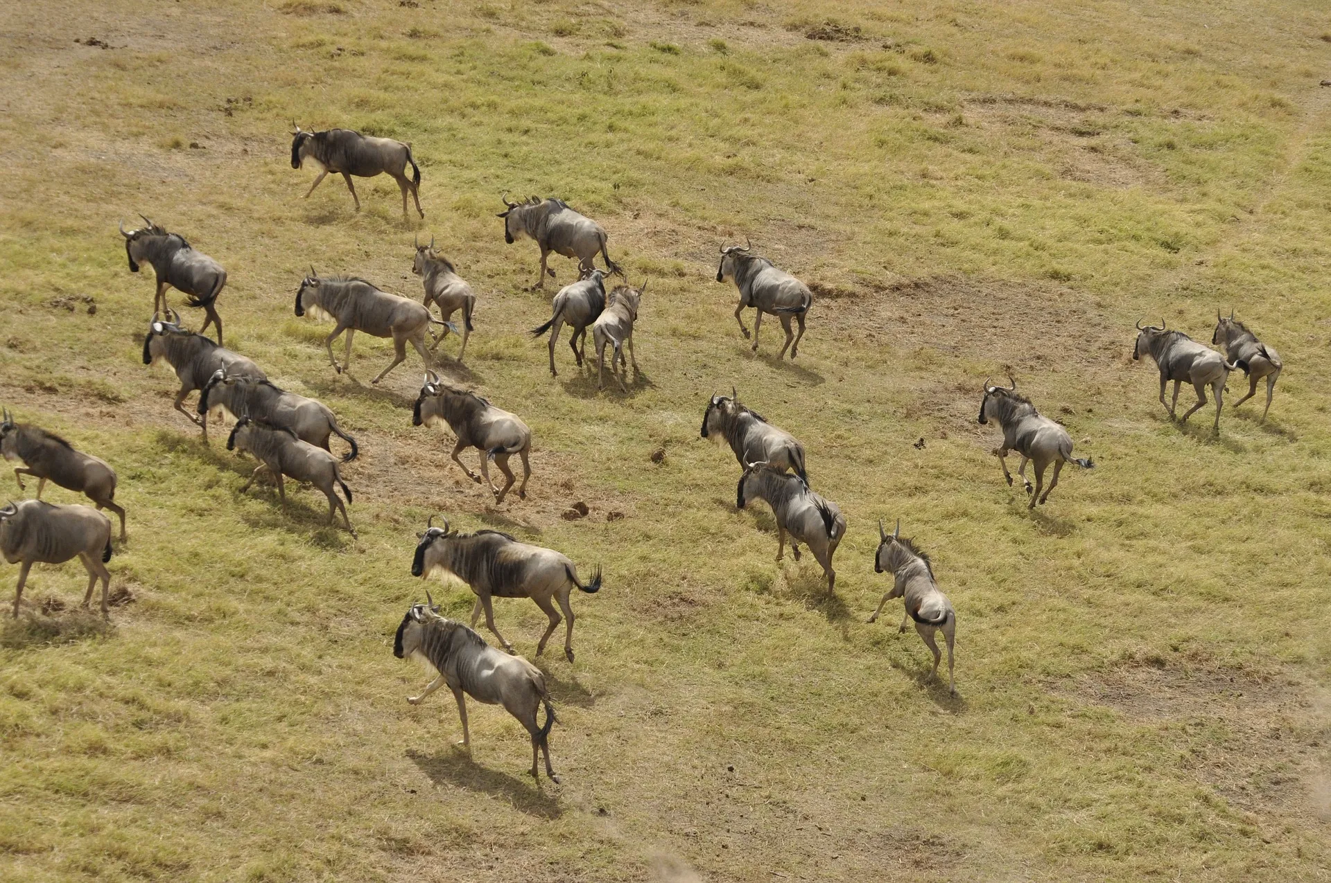 Masai Mara Migration - Wildebeest Moving