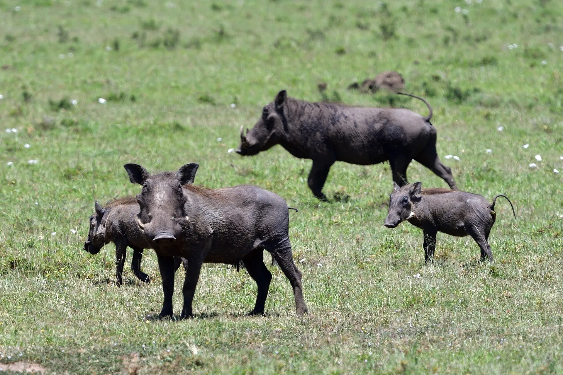 Waathong grazing