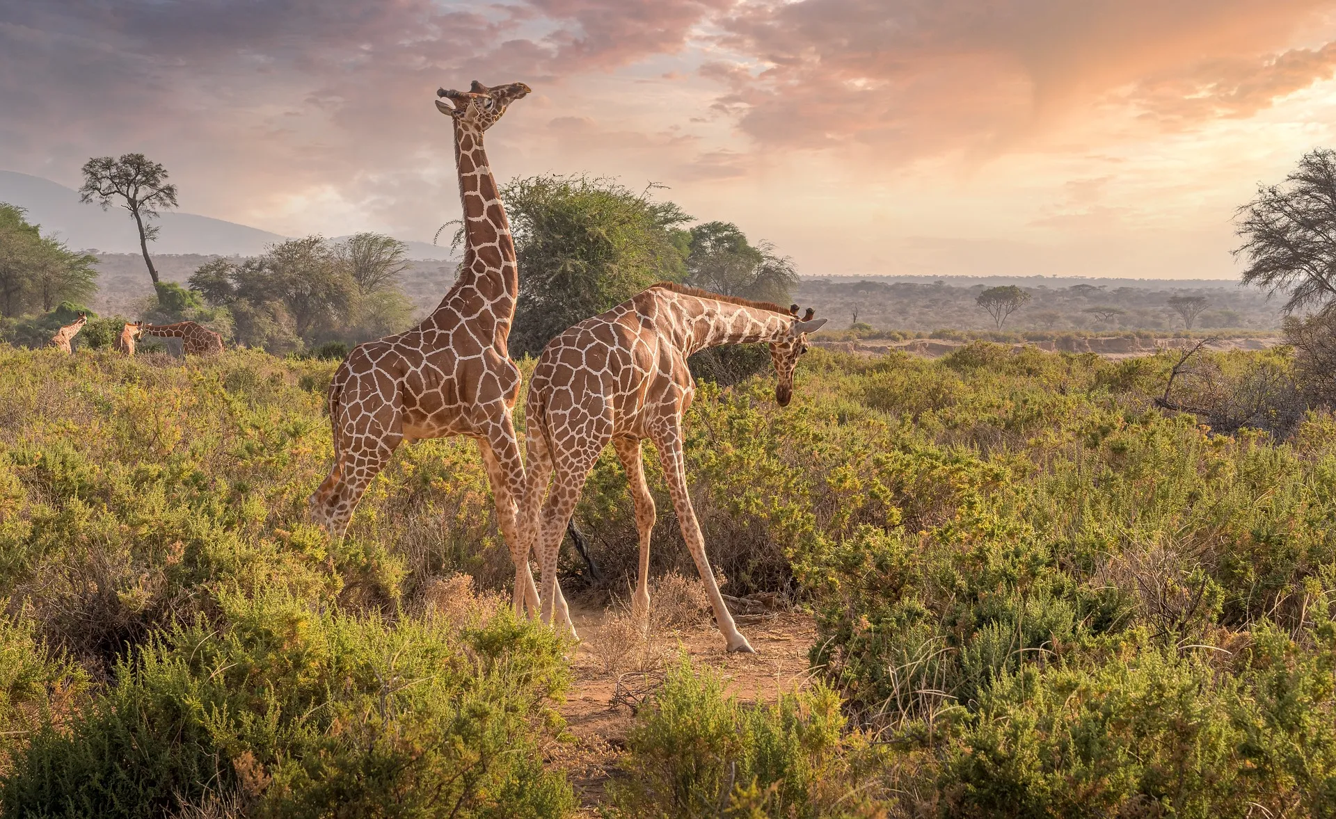 Tours In Kenya