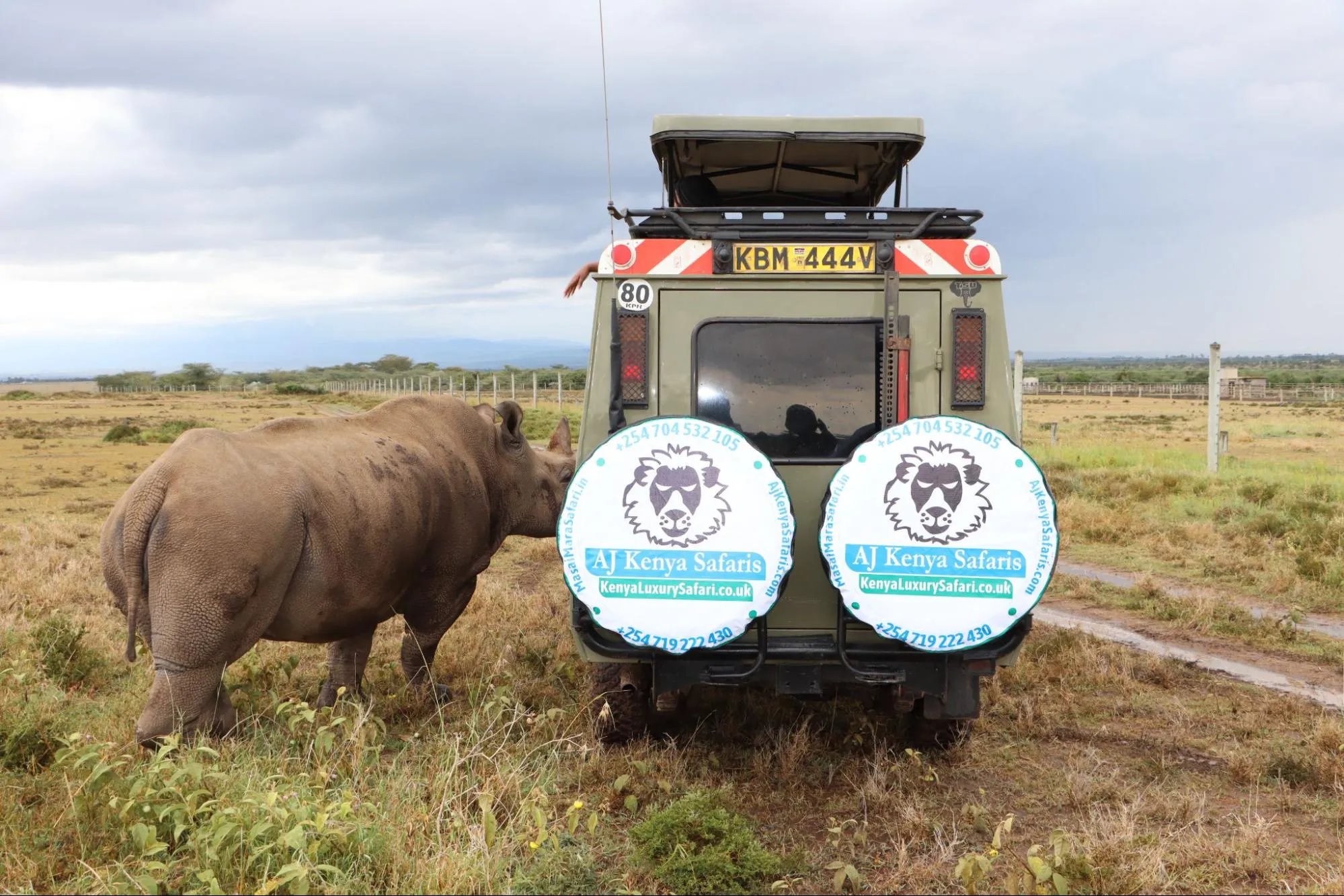 white rhino at ol pejeta