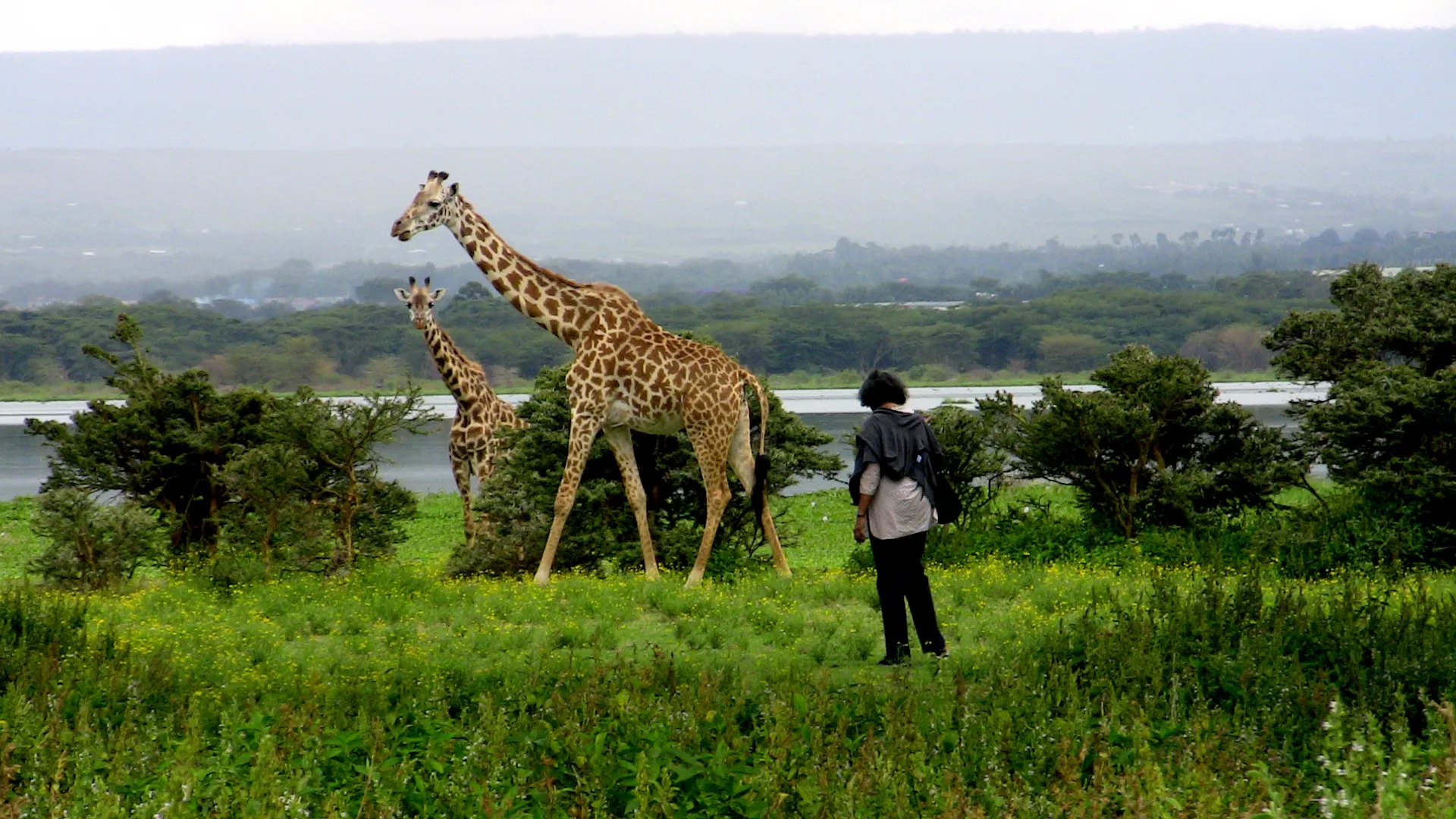 Crescent island giraffe - walking safari