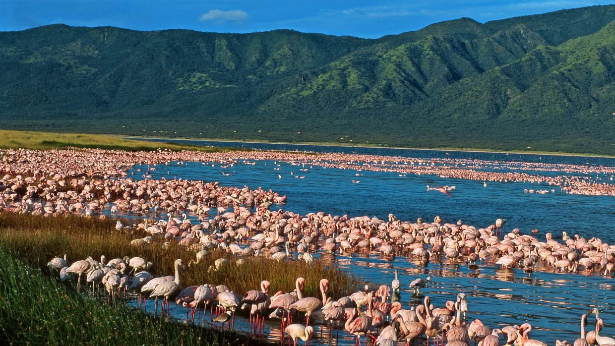 Tourist circuits in Kenya - flamingos