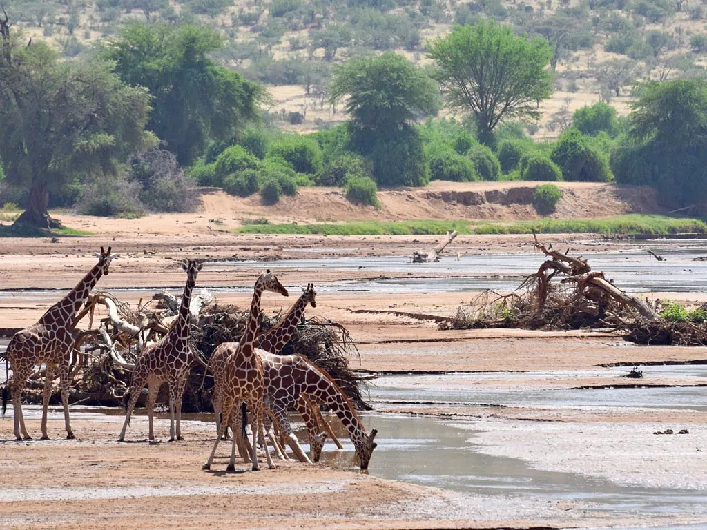 Giraffes at Shaba