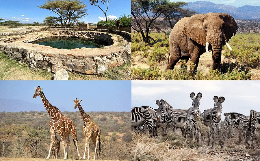 Buffalo springs in Samburu