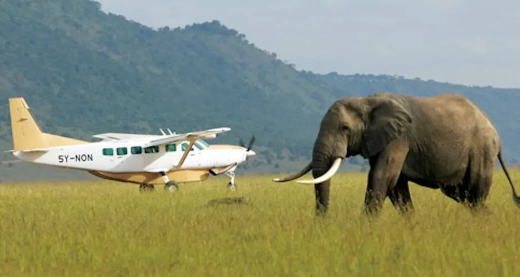 Elephant and flight at Masai Mara