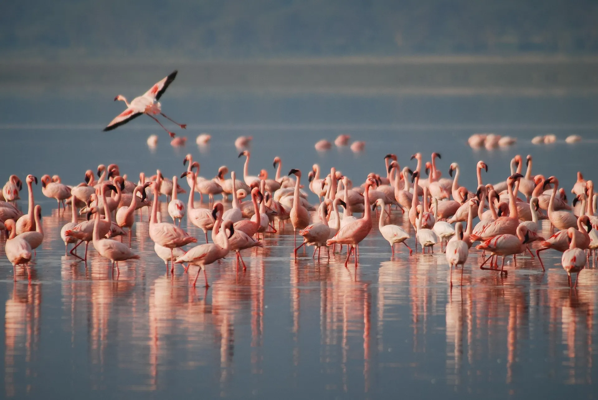 Nairobi safari tours - flamingos