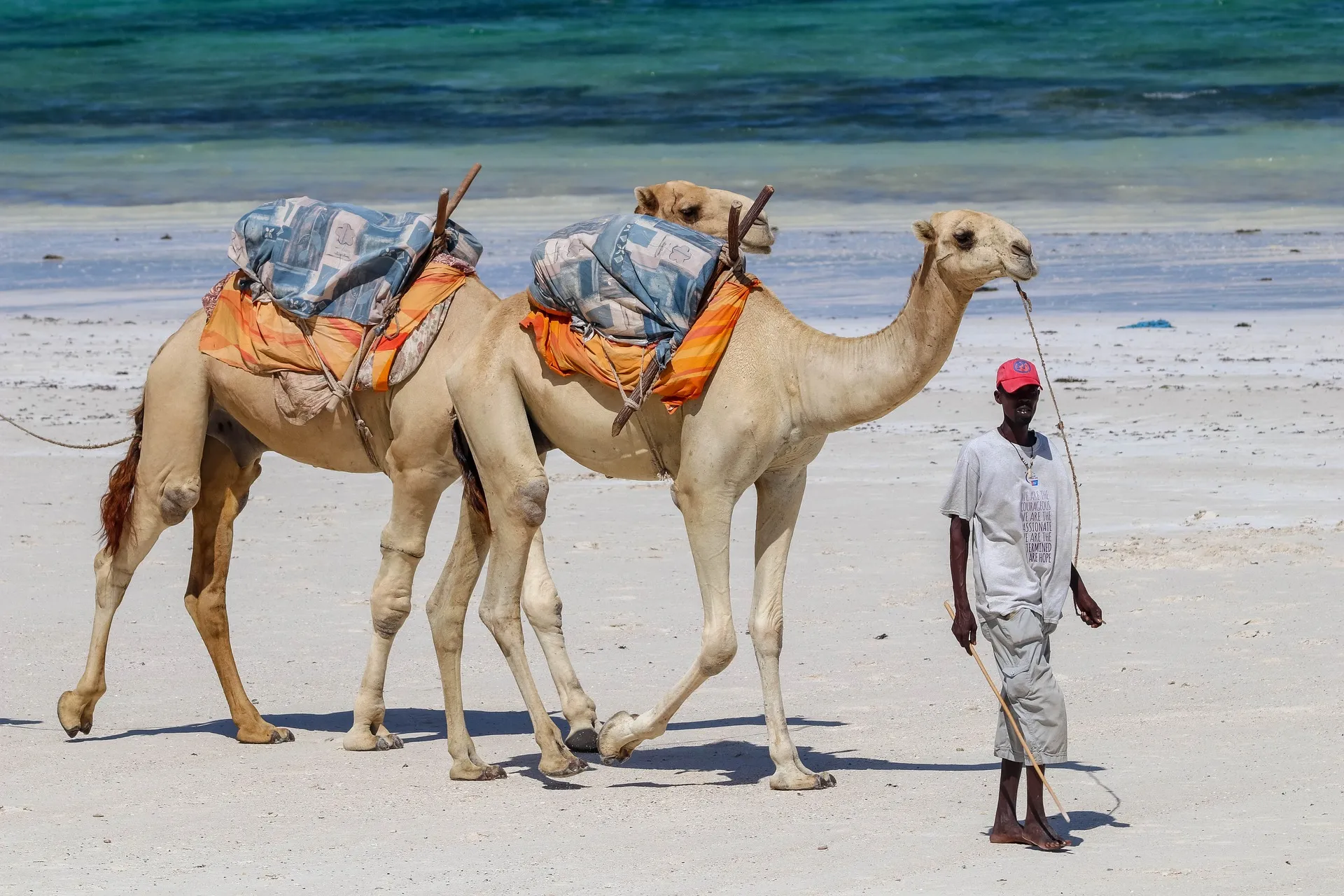 safari from diani beach - camel