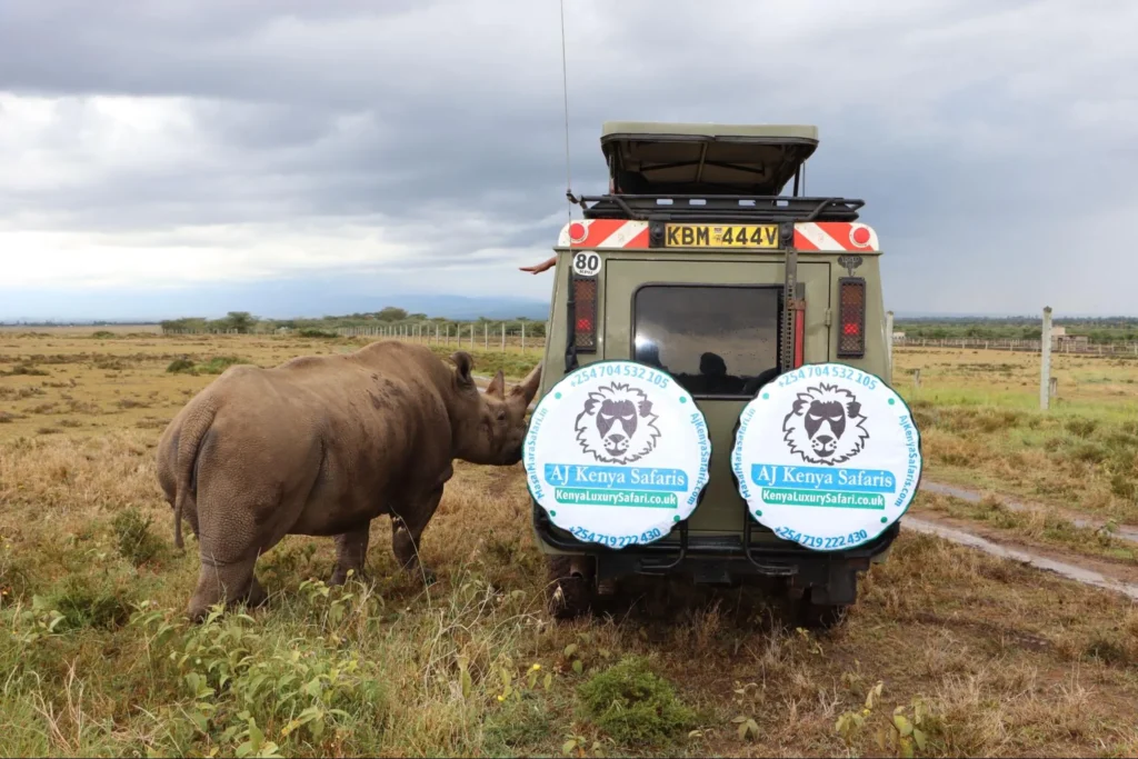 Big five in Kenya - white rhino